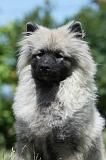 SPITZ LOUP 041